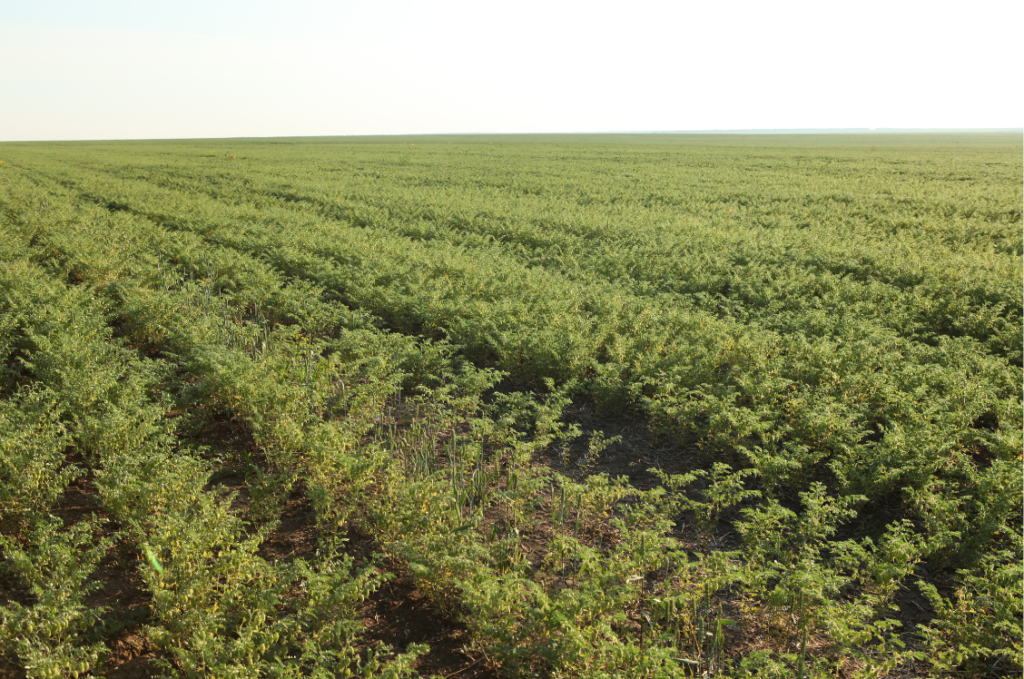 GUIDE D’UTILISATION DE LEGUMEFIX pois chiche