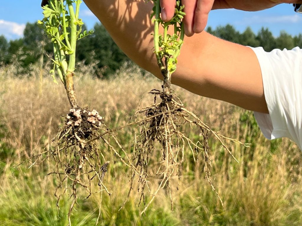 INOCULANT POIS CHICHE: DU NOUVEAU !