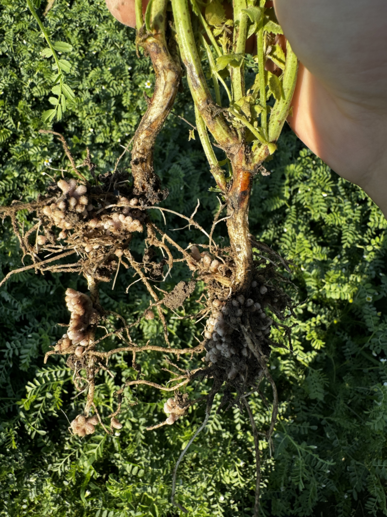 Bilan de la campagne 2025 – Inoculum Pois Chiche